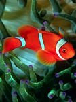 pic for Anemonefish 